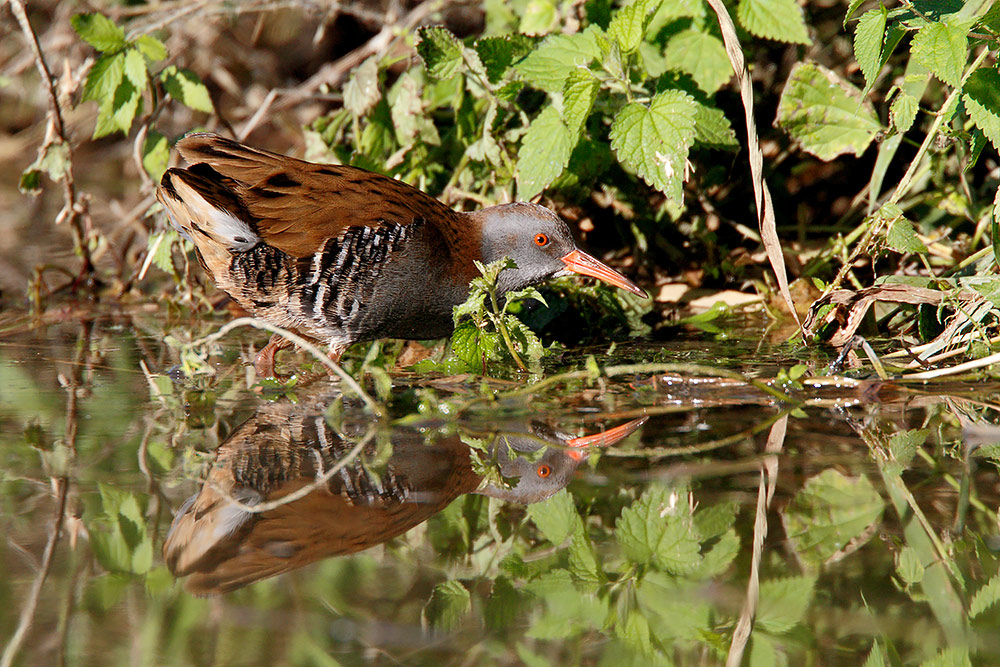 Porciglione, sequenza di predazione